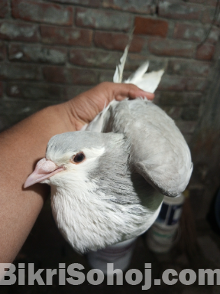 এক জোড়া রানিং সিরাজি